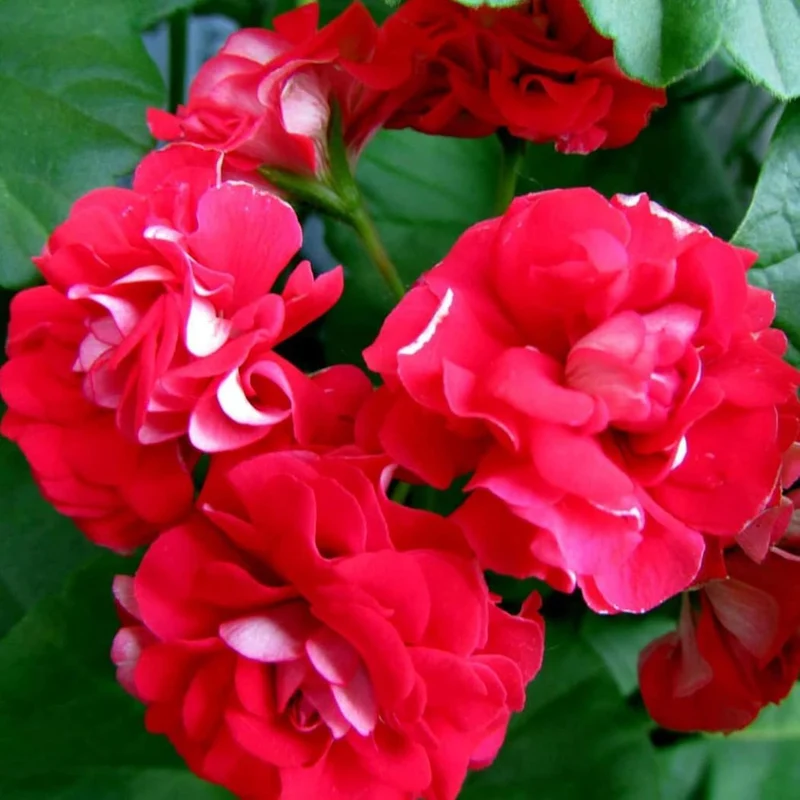 Double Impatiens Seeds Heat Tolerant, Well Branched Perennial, Grow as Annuals for Beds, Borders And Containers