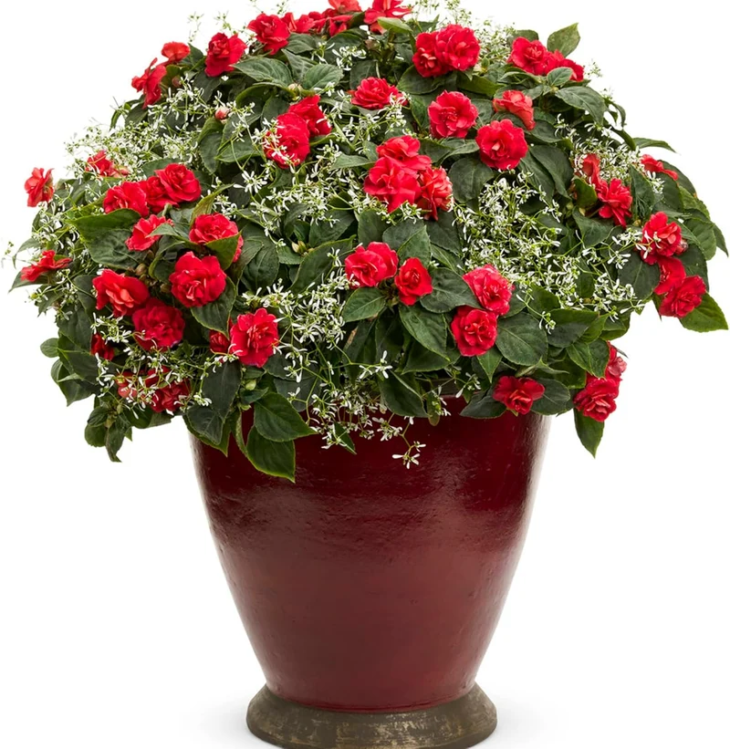 Double Impatiens Seeds Heat Tolerant, Well Branched Perennial, Grow as Annuals for Beds, Borders And Containers