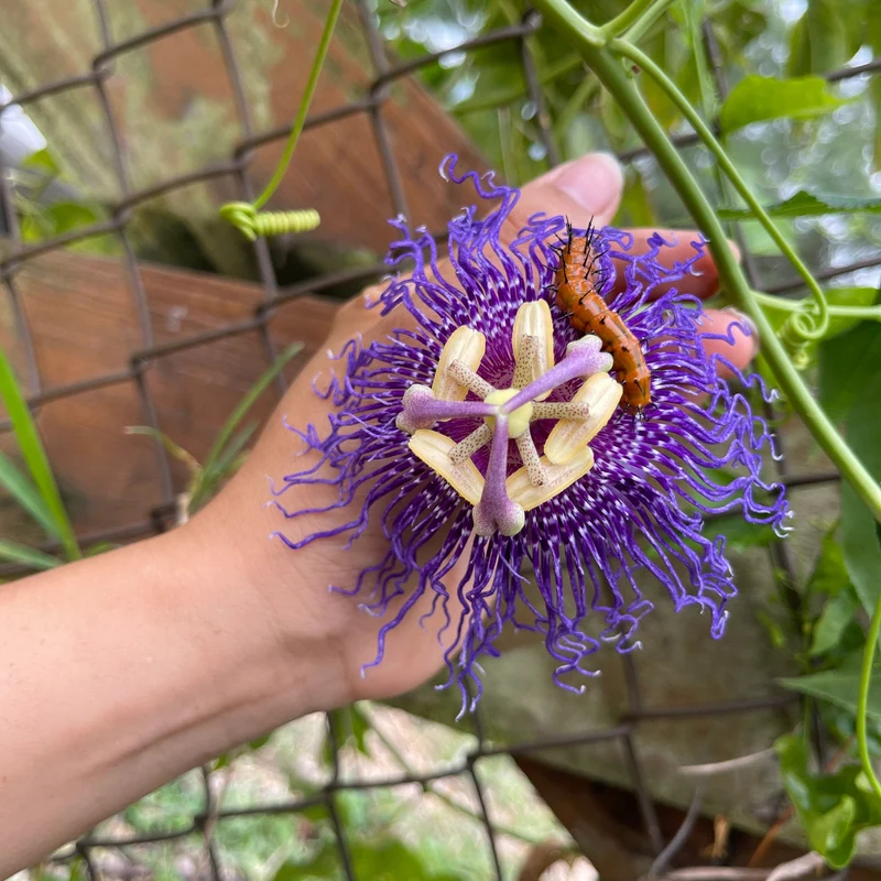 Passiflora Incarnata Seeds Purple Passion Flower Maypop, Fast Growing Perennial Vine, Winter Hardy