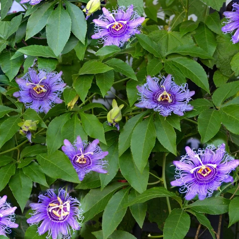 Passiflora Incarnata Seeds Purple Passion Flower Maypop, Fast Growing Perennial Vine, Winter Hardy