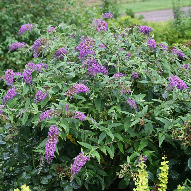 Purple Butterfly Bush Seeds – Buddleia Davidii Fragrant Fast-Growing Shrub