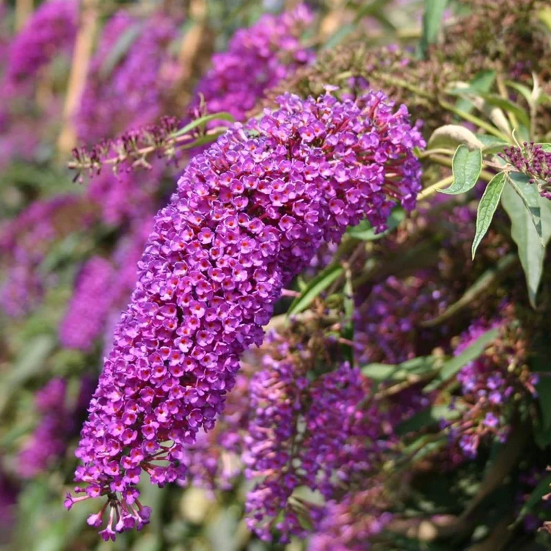 Purple Butterfly Bush Seeds – Buddleia Davidii Fragrant Fast-Growing Shrub