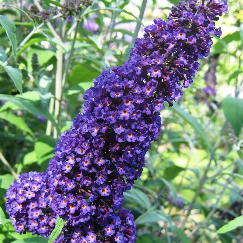 Purple Butterfly Bush Seeds – Buddleia Davidii Fragrant Fast-Growing Shrub