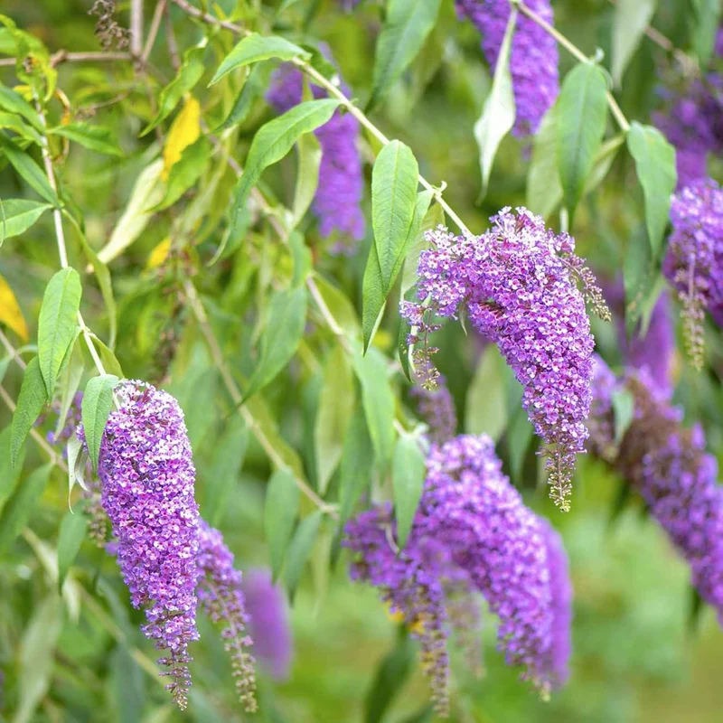 Purple Butterfly Bush Seeds – Buddleia Davidii Fragrant Fast-Growing Shrub