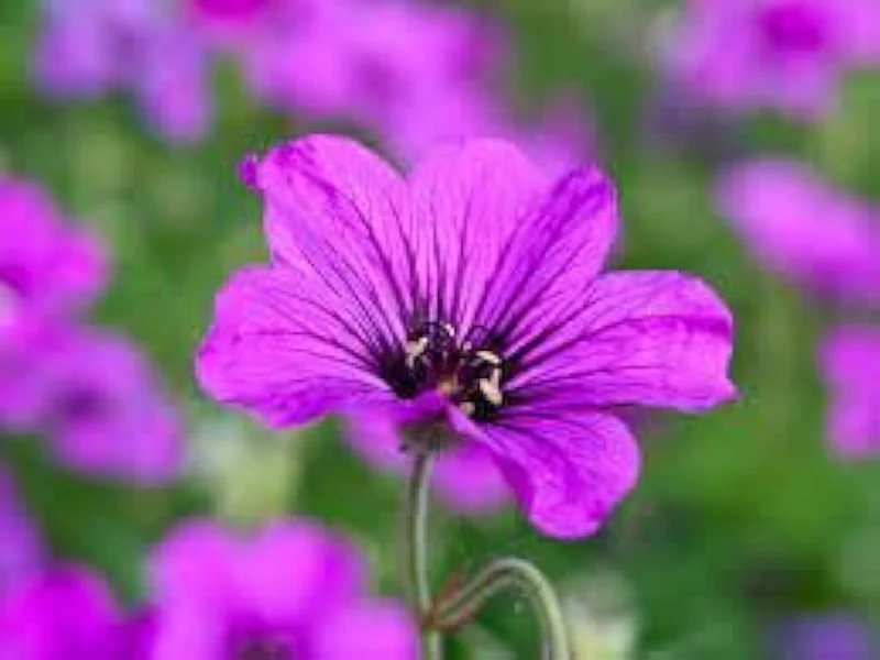 Geranium Seeds (Premium Geranium Seeds) - Fragrant Leaves & Low-Maintenance Ornamental Plants