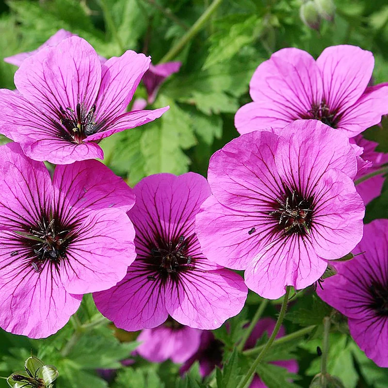 Geranium Seeds (Premium Geranium Seeds) - Fragrant Leaves & Low-Maintenance Ornamental Plants