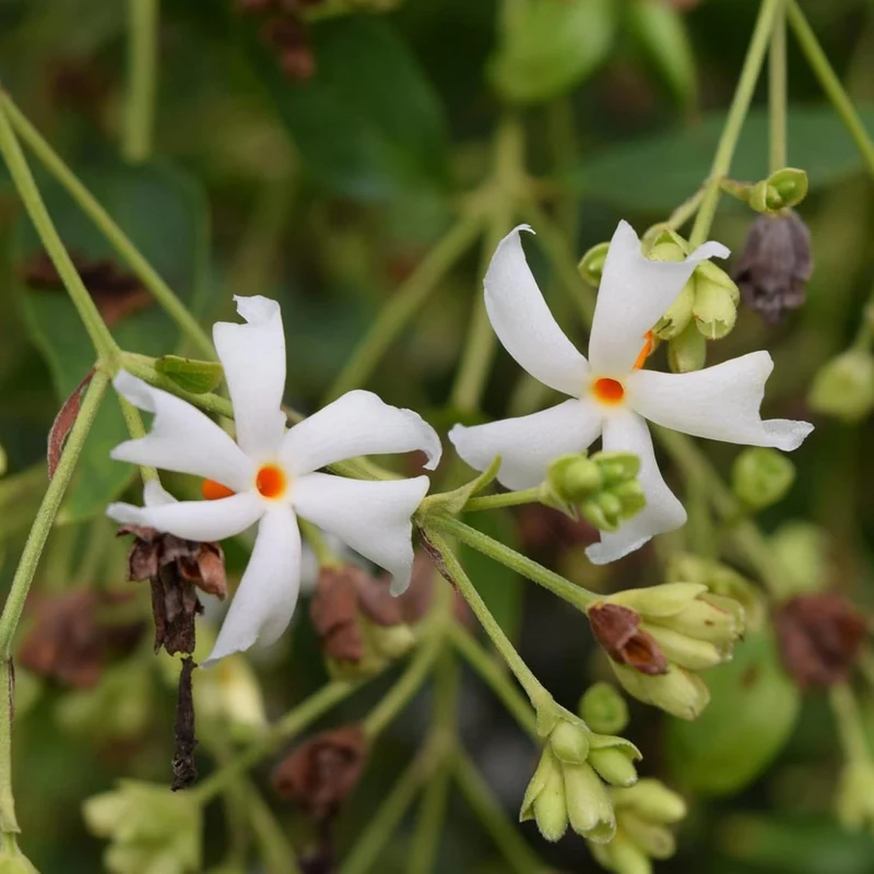 Night Flowering Star Jasmine Seeds for Planting Nyctanthes Arbor Tristis Fragrant, Health Benefits, Showy Ornamental for Patio And Borders