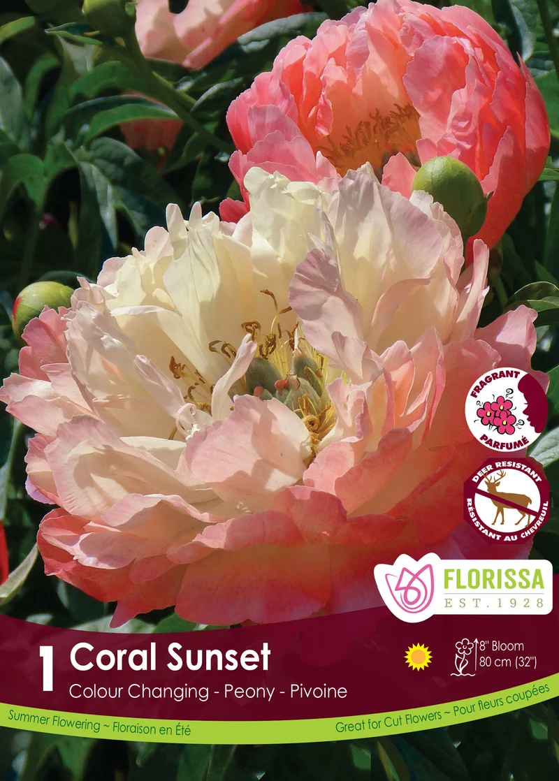 Pivoine ‘Coral Sunset’ ( Paeonia )