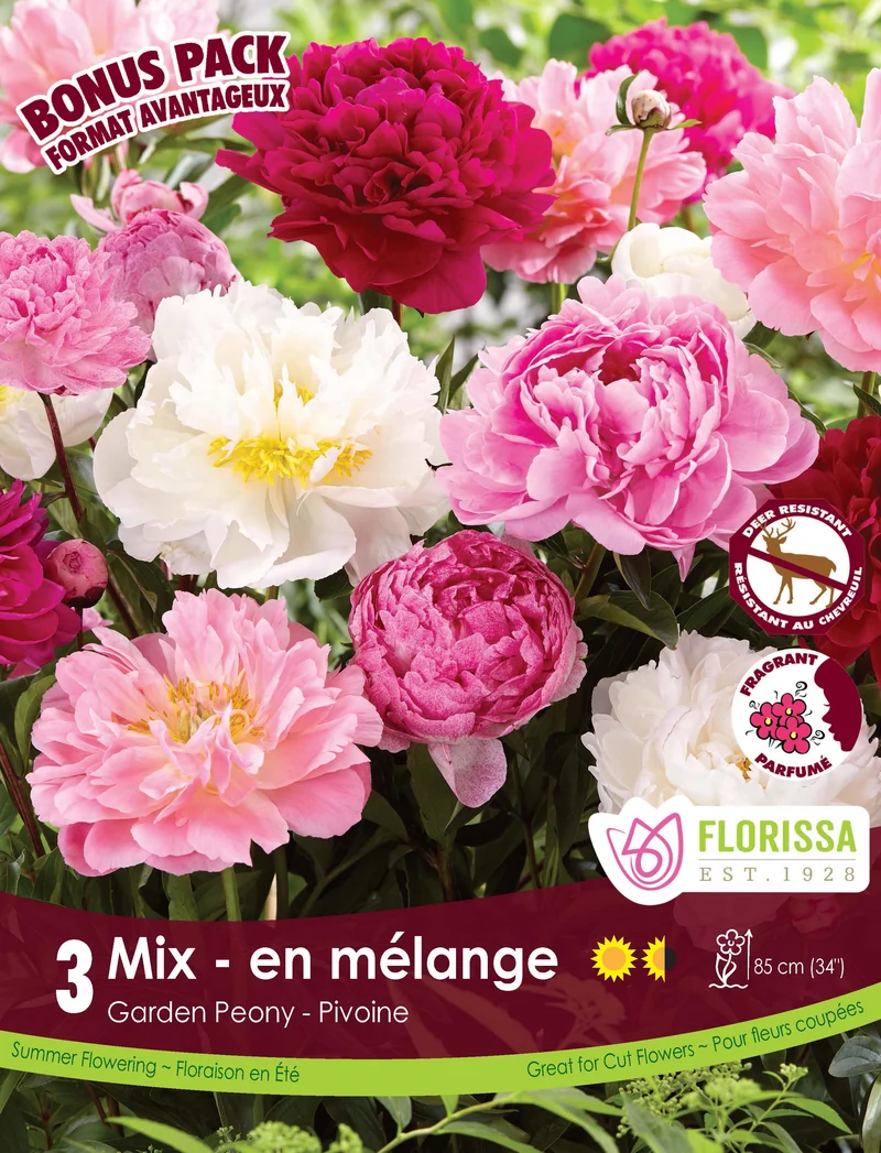 Pivoine ‘Mix’ ( Paeonia )