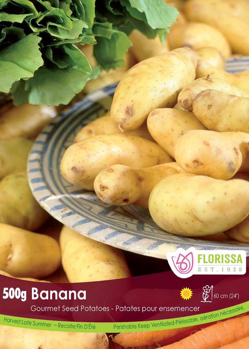 Pomme de terre ‘Banana’ ( Solanum tuberosum )