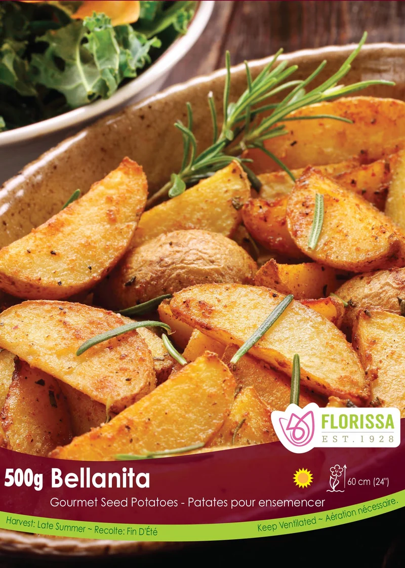 Pomme de terre ‘Bellanita Fingerling’ ( Solanum tuberosum )