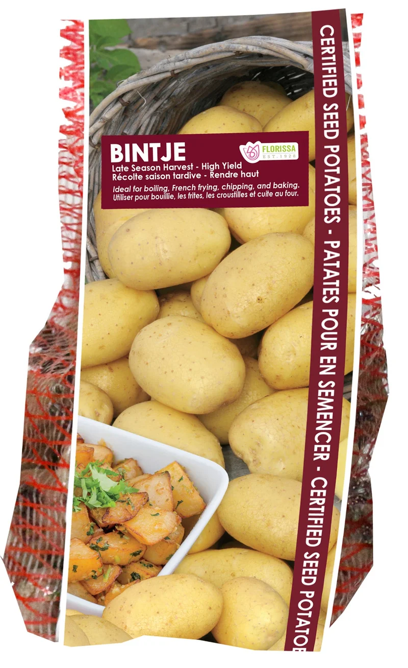 Pomme de terre ‘Bintje’ ( Solanum tuberosum )