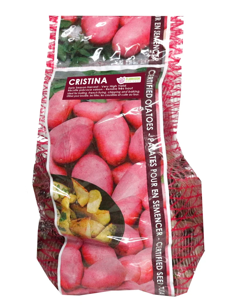 Pomme de terre ‘Cristina’ ( Solanum tuberosum )