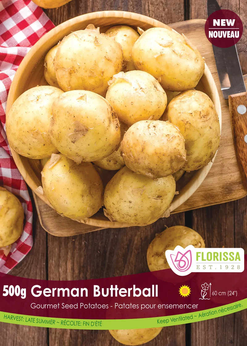 Pomme de terre ‘German Butterball’ ( Solanum tuberosum )