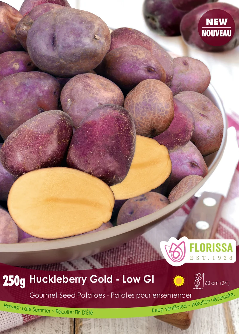 Pomme de terre ‘Huckleberry Gold’ ( Solanum tuberosum )