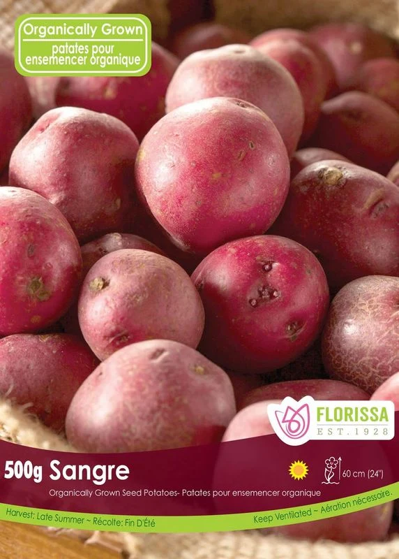 Pomme de terre ‘Sangre’ ( Solanum tuberosum )