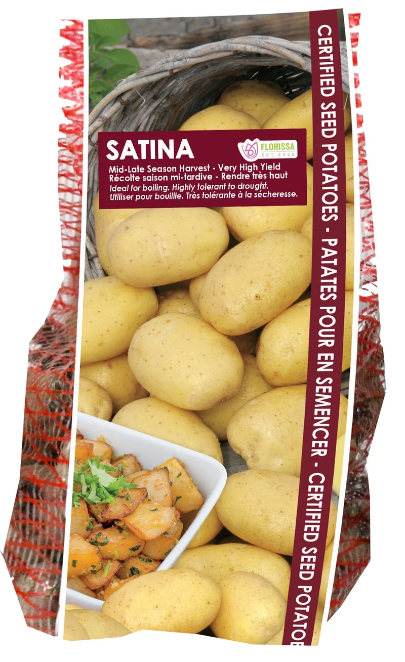 Pomme de terre ‘Satina’ ( Solanum tuberosum )