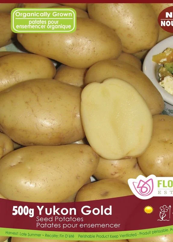 Pomme de terre ‘Yukon Gold’ ( Solanum tuberosum )