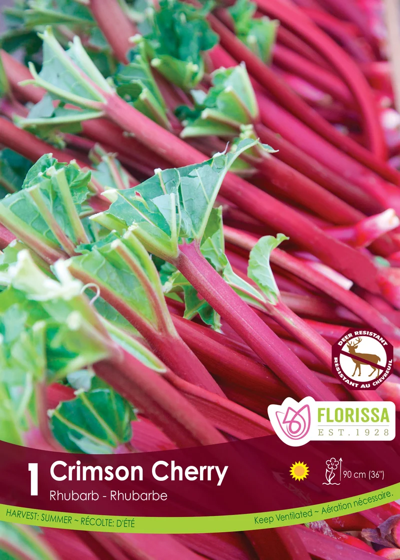 Rhubarbe ‘Crimson Cherry’ ( Rheum × hybridum )