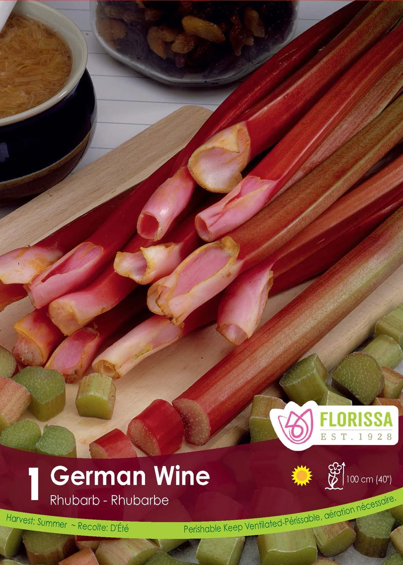 Rhubarbe ‘German Wine’ ( Rheum × hybridum )