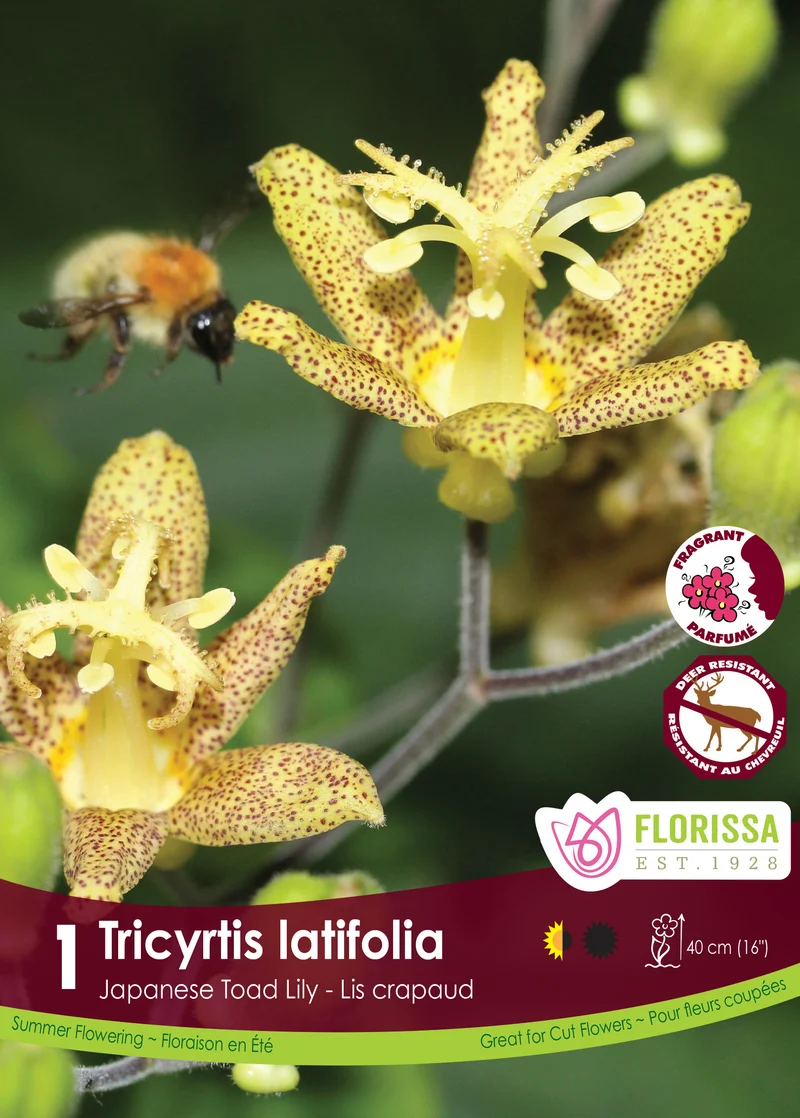 Lis crapaud à larges feuilles ( Tricyrtis latifolia )