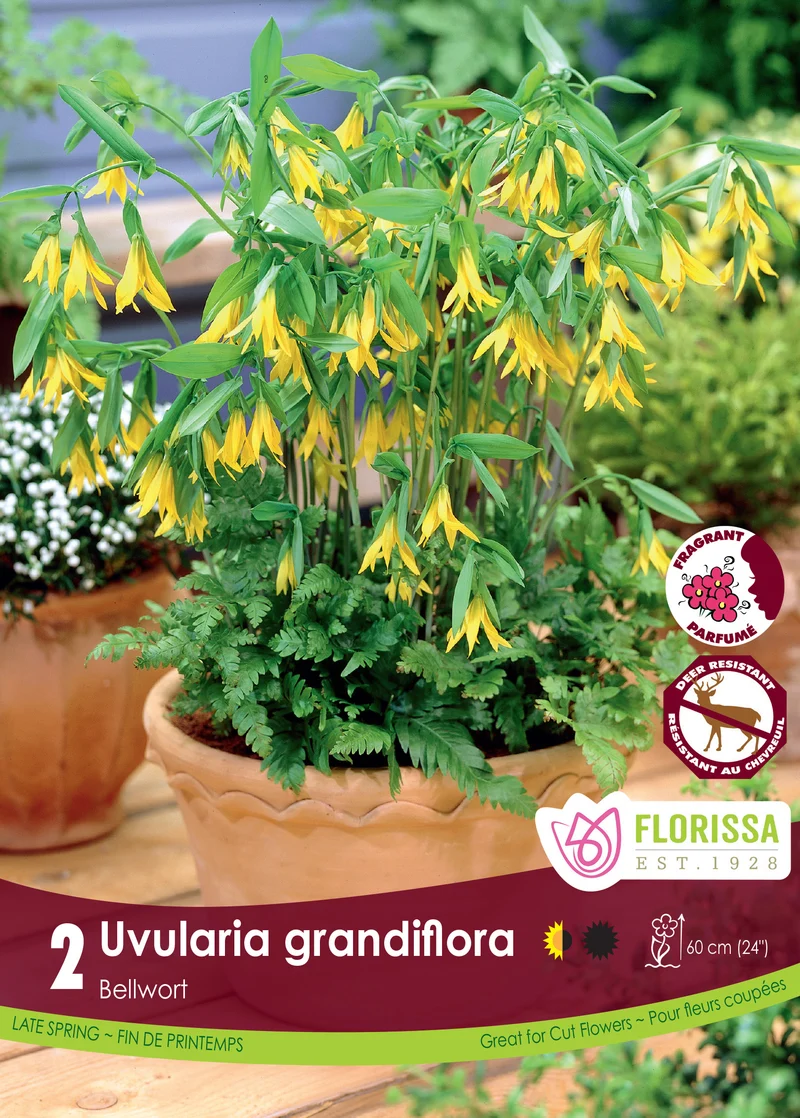 Uvulaire à grandes fleurs ( Uvularia grandiflora )