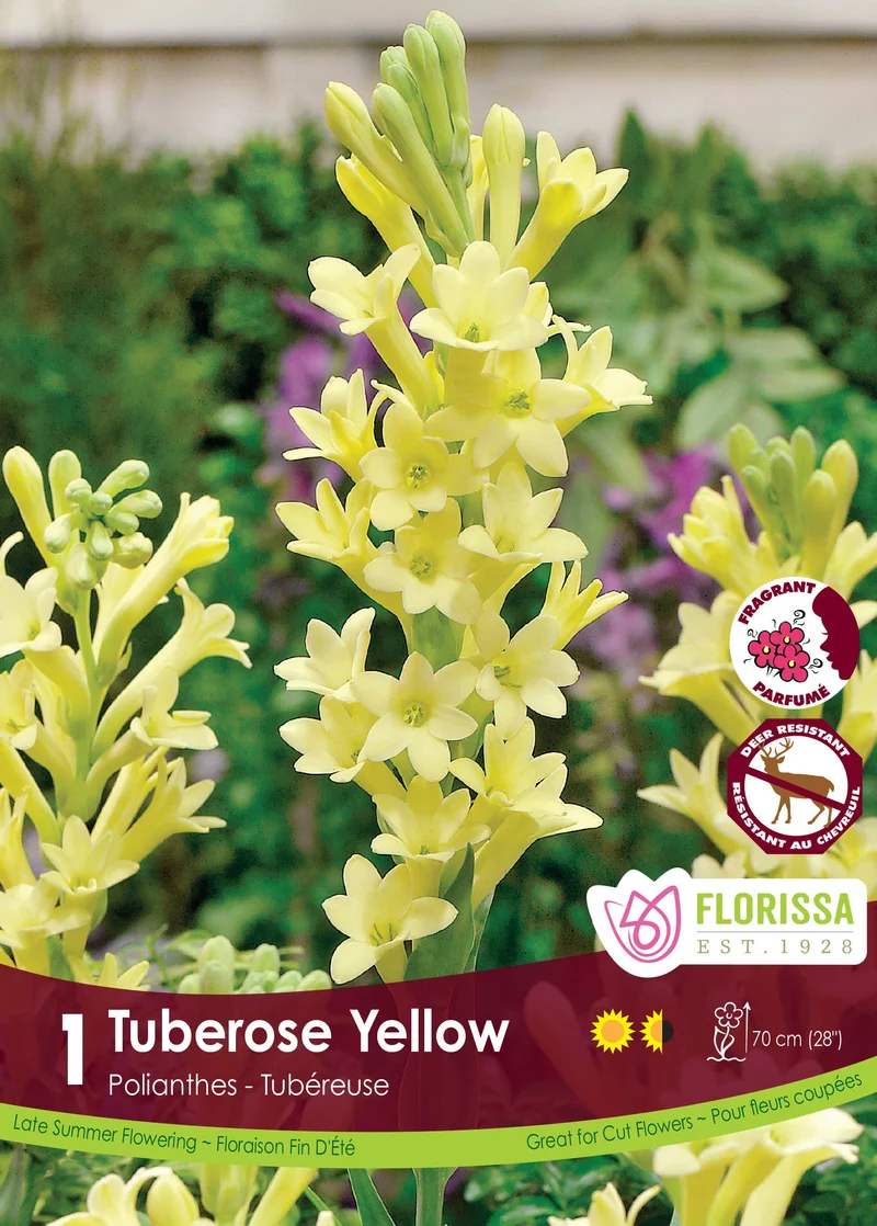 Tubéreuse jaune ( Polianthes tuberosa )