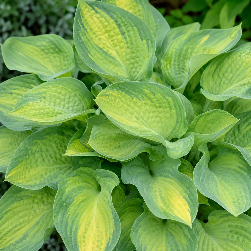 Hosta ‘Paul’s Glory’ (Hosta)