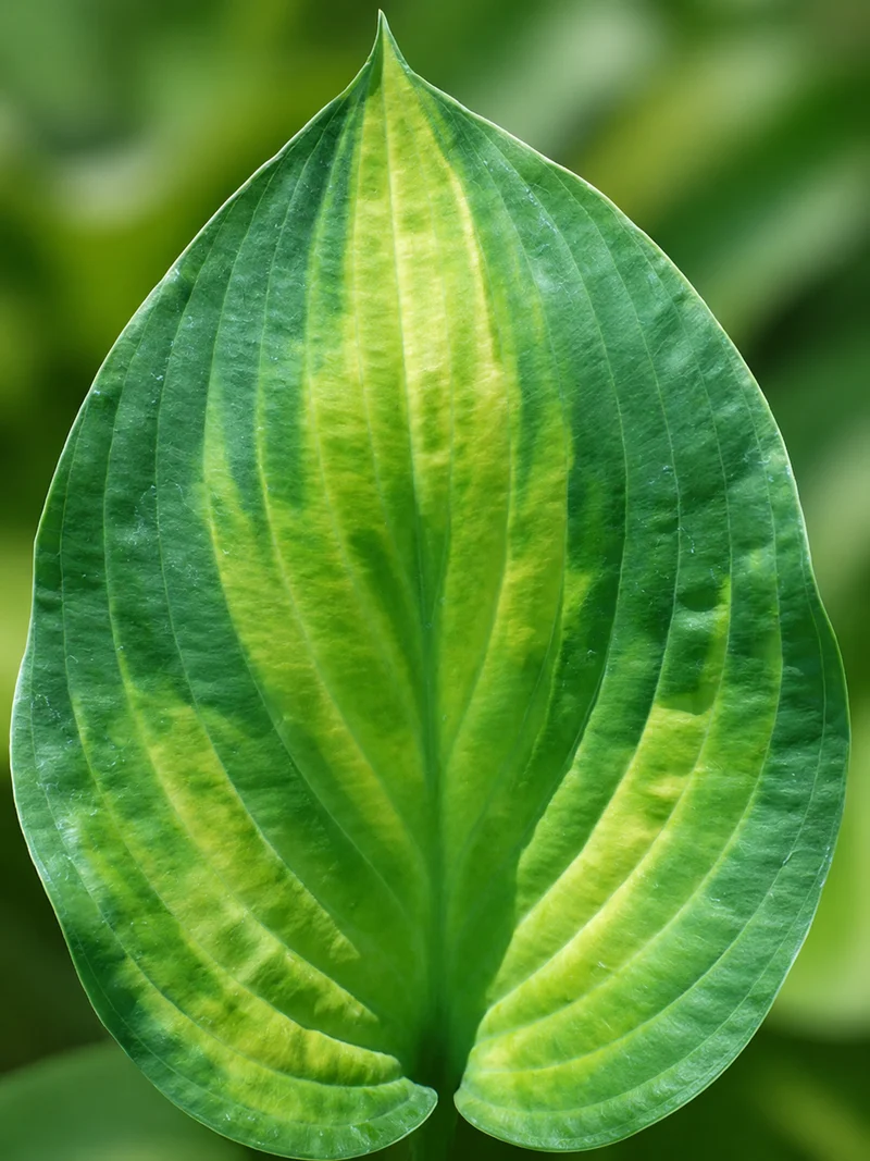 Hosta ‘Paul’s Glory’ (Hosta)