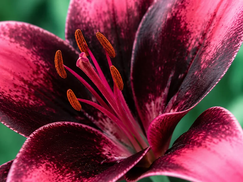 Lis asiatique ‘Purple Dream’ (Lilium hybride asiatique)