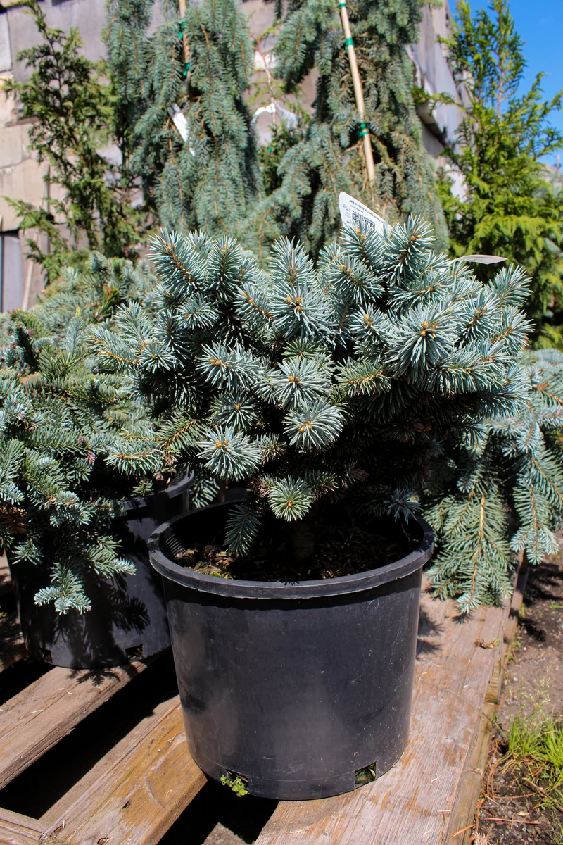 Épinette bleue du Colorado ‘Moonstone’ ( Picea pungens ‘Moonstone’)