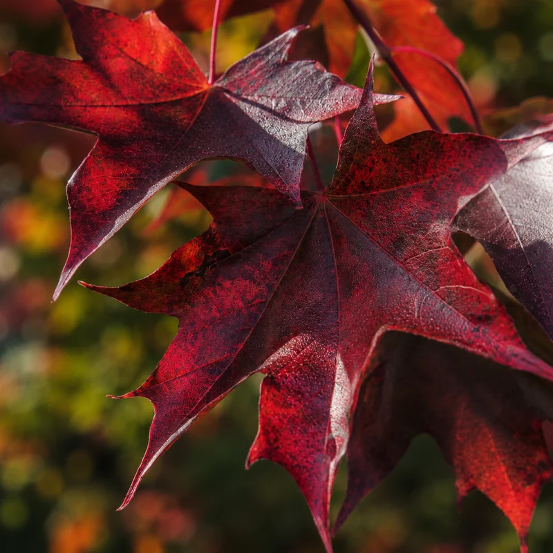Érable hybride Crimson Sunset® ( Acer truncatum × Acer platanoides ‘JFS-KW202’)