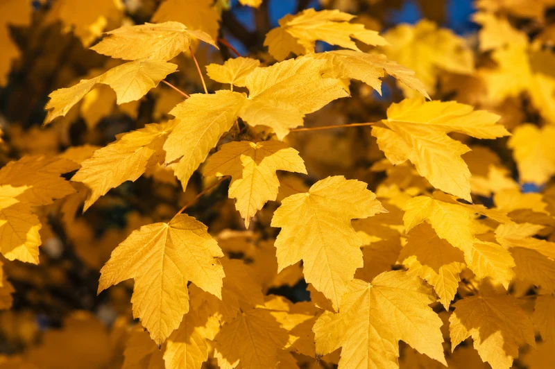 Érable Emerald Lustre® ( Acer platanoides ‘Pond’)
