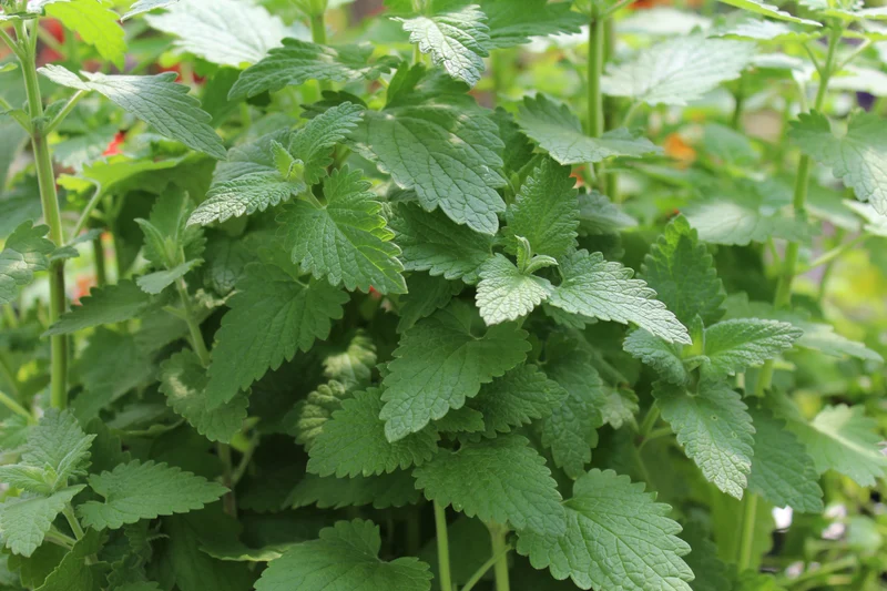 Nepeta catarica
