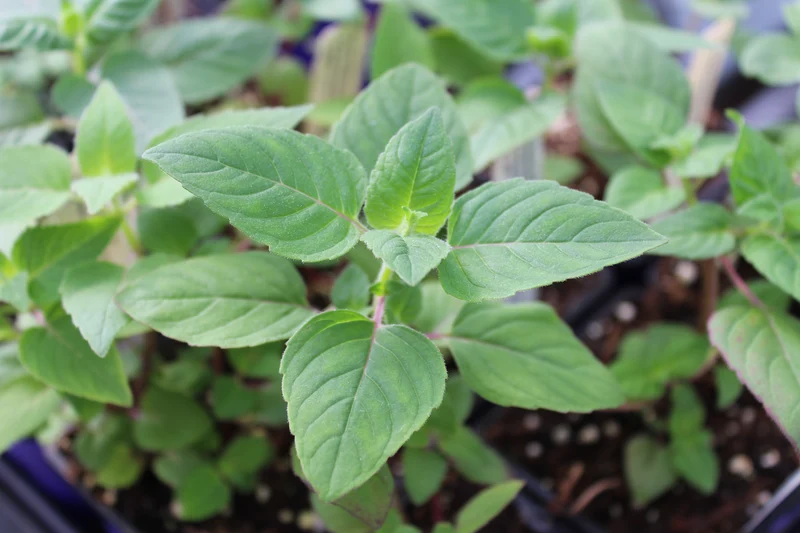 Monarde fistuleuse