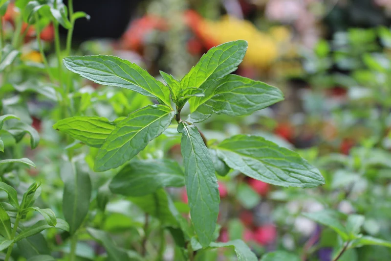 Menthe thaï