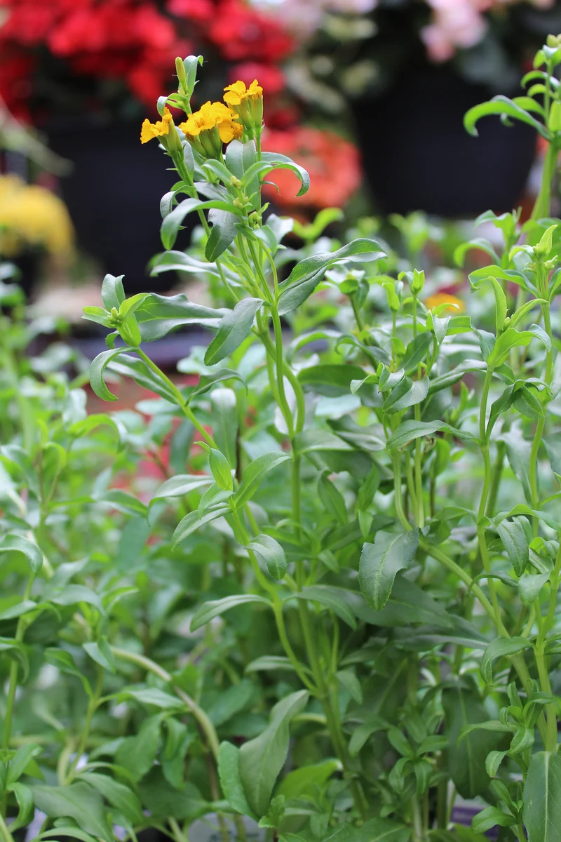 Menthe mexicaine