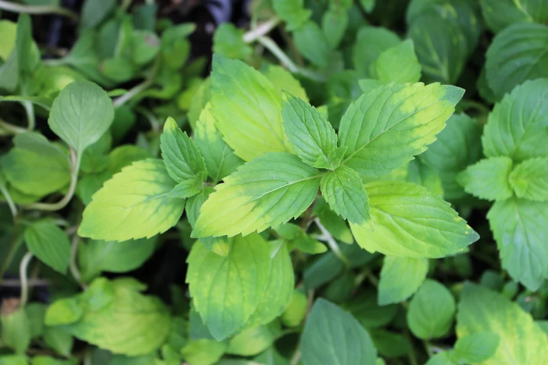 Menthe gingembre