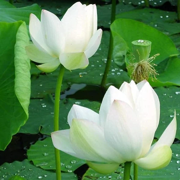 Lotus Root Seeds for Planting Edible Plant, Grow Beautiful Lotus Flowers And Roots for Home Garden, Organic Healthy Vegetable Seeds