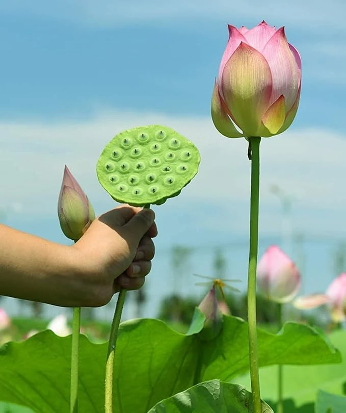 Lotus Root Seeds for Planting Edible Plant, Grow Beautiful Lotus Flowers And Roots for Home Garden, Organic Healthy Vegetable Seeds