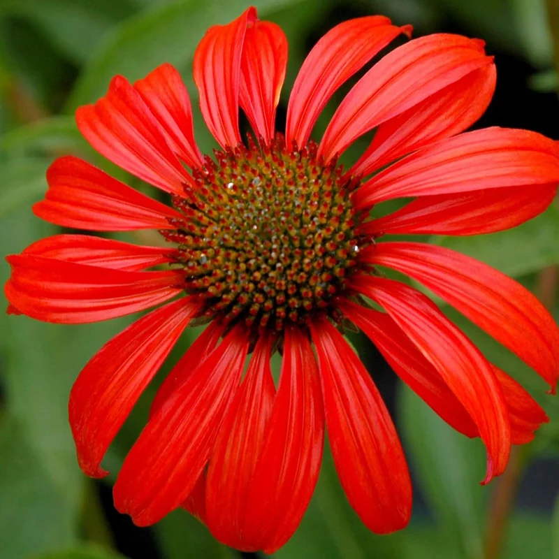 Echinacea Seeds (Tomato Soup Echinacea Seeds) - Vibrant Orange-Red Perennial Blooms