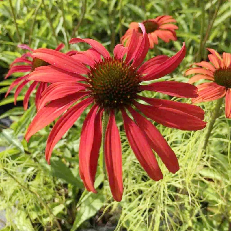 Echinacea Seeds (Tomato Soup Echinacea Seeds) - Vibrant Orange-Red Perennial Blooms