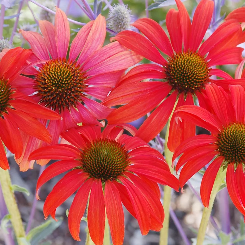 Echinacea Seeds (Tomato Soup Echinacea Seeds) - Vibrant Orange-Red Perennial Blooms