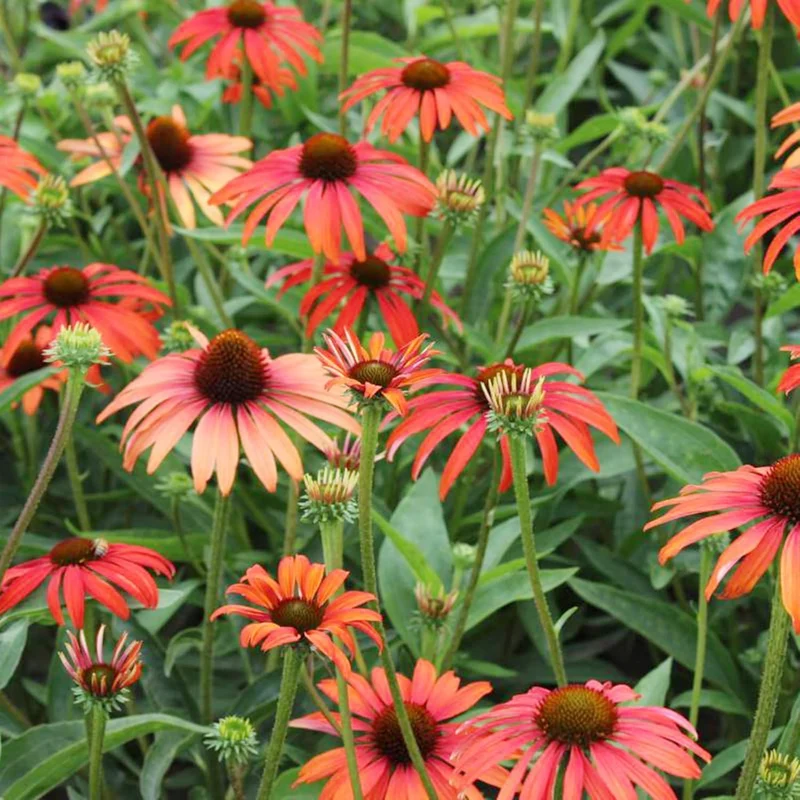 Echinacea Seeds (Tomato Soup Echinacea Seeds) - Vibrant Orange-Red Perennial Blooms