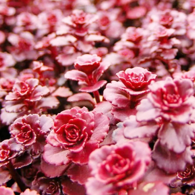Dragon's Blood Stonecrop Seeds for Planting