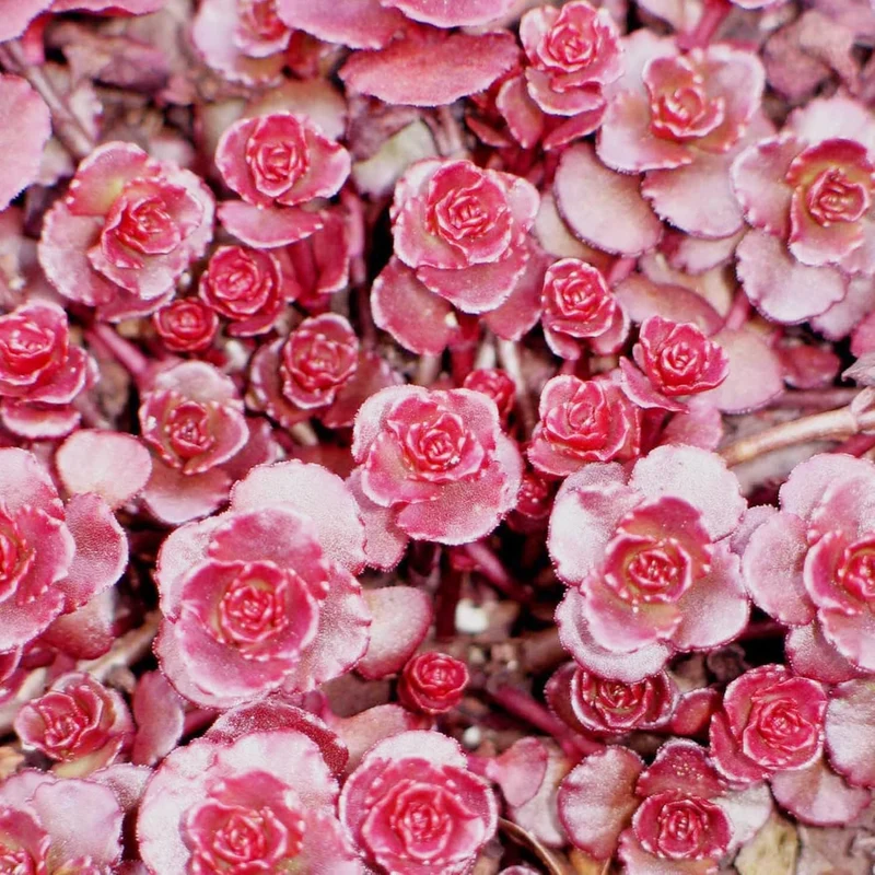 Dragon's Blood Stonecrop Seeds for Planting