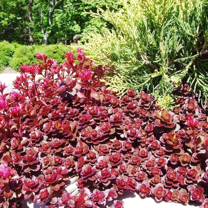 Dragon's Blood Stonecrop Seeds for Planting