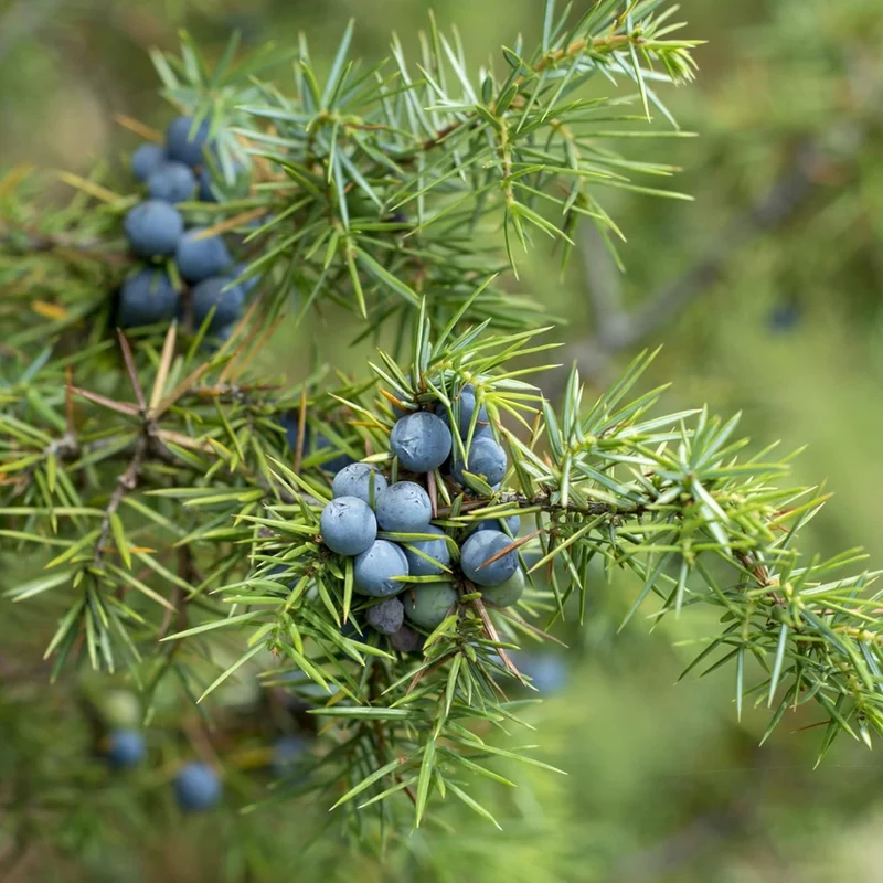Junipers Seeds Juniperus Communis for Planting, Screening, Evergreen Border, Fast Growing