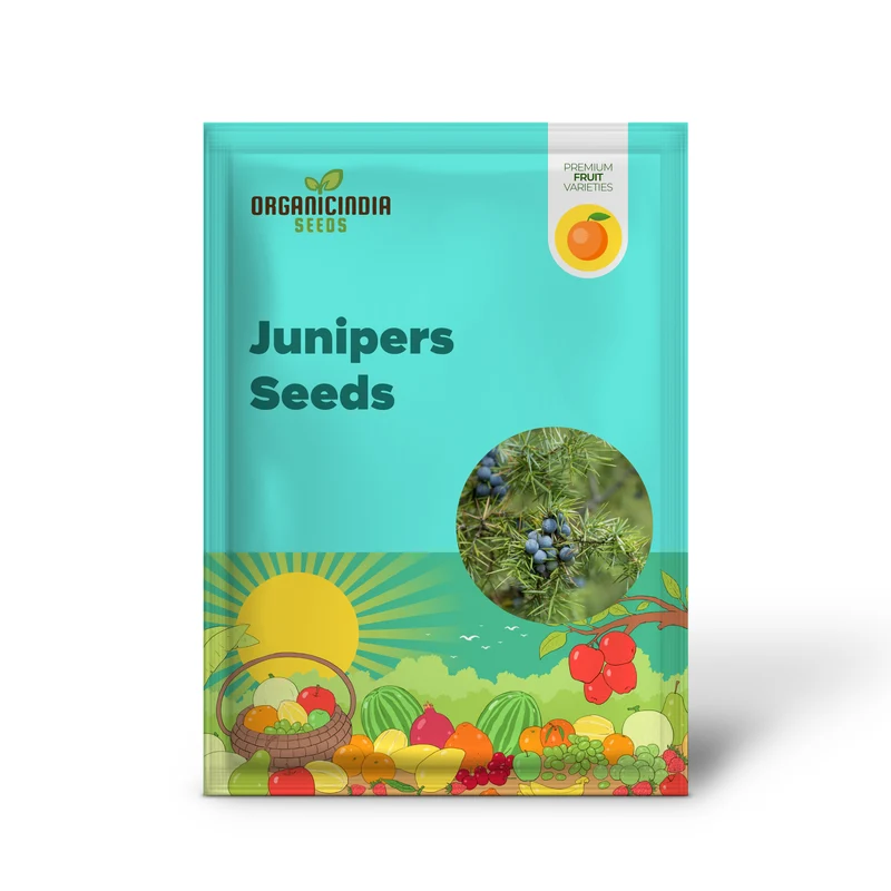 Junipers Seeds Juniperus Communis for Planting, Screening, Evergreen Border, Fast Growing