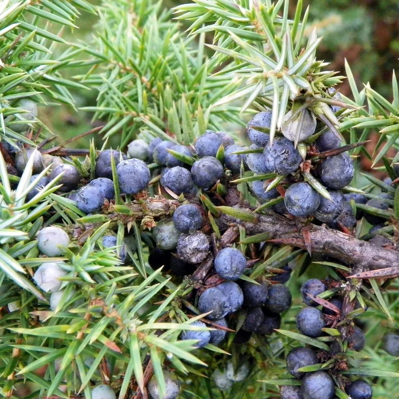 Junipers Seeds Juniperus Communis for Planting, Screening, Evergreen Border, Fast Growing